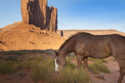 Horse on field against sky