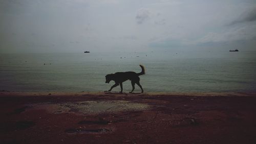 View of dog on beach