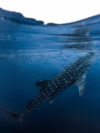 Fish swimming in sea