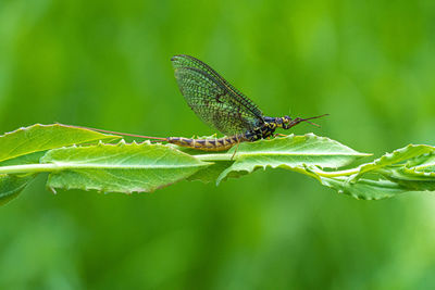 Close-up of insect on leaf