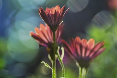 Close-up of fresh flowers blooming outdoors