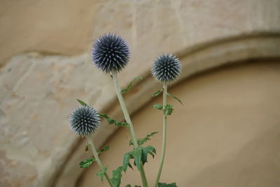 Close-up of flowers against blurred background