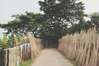 Footpath along trees