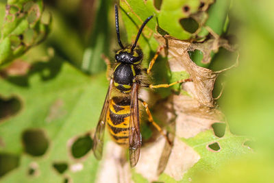 Close-up of wasp on plant