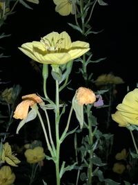 Close-up of yellow flowering plant against black background