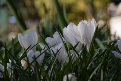 Close-up of white crocus blooming outdoors