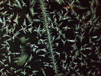 Full frame shot of frozen plants