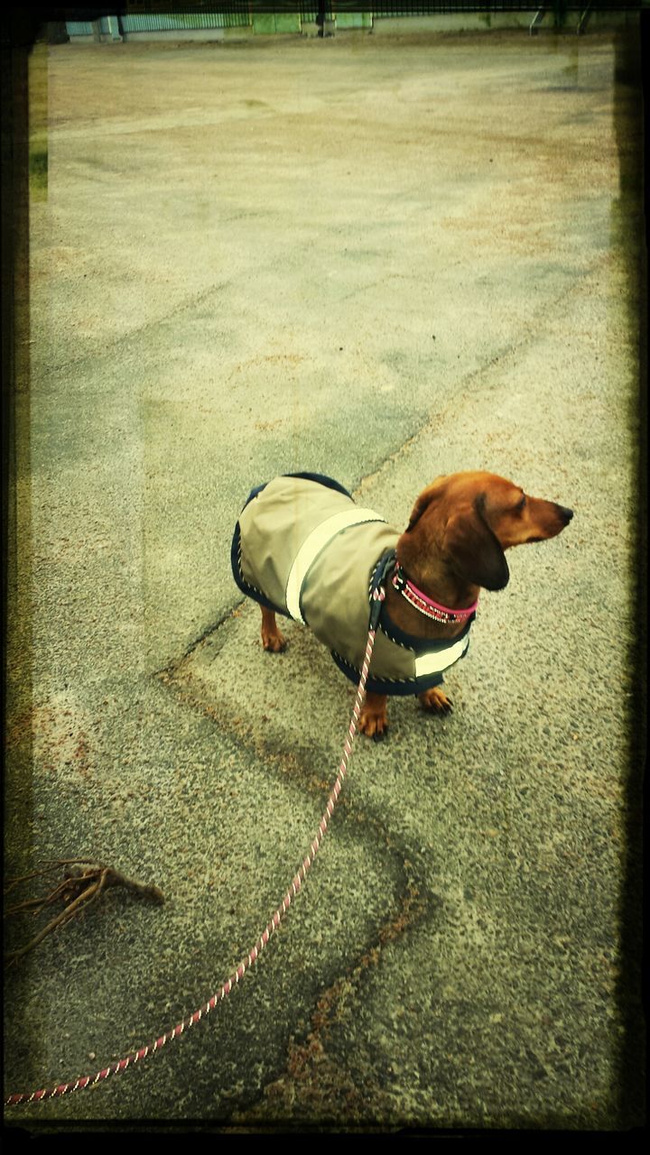 street, high angle view, one animal, dog, shadow, animal themes, pets, domestic animals, auto post production filter, low section, sunlight, ground, transfer print, shoe, day, full length, outdoors, road