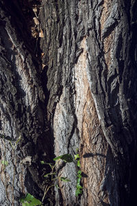 Full frame shot of tree trunk