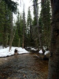 Snow covered trees in forest