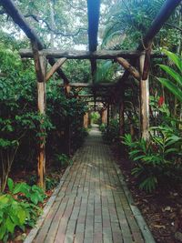 Walkway amidst trees in forest