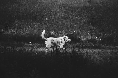 Dog on grassy field