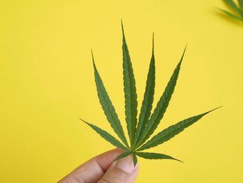 Close-up of hand holding plant against yellow background