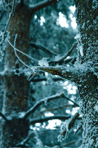 Close-up of icicles on tree trunk during winter