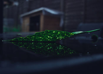 Close-up of wet plant leaves