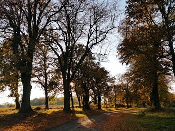 Trees on field against sky during autumn