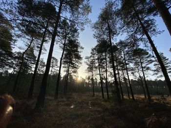 Low angle view of sunlight streaming through trees in forest