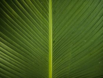 Full frame shot of palm leaves