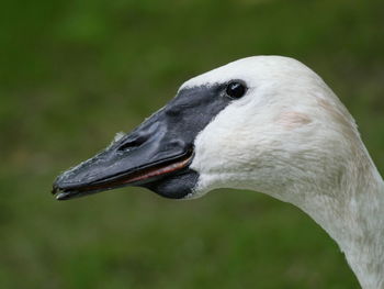 Close-up of swan