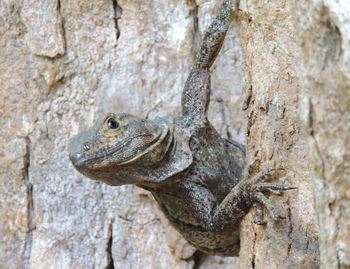 Close-up of lizard on tree trunk