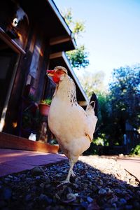 View of a bird against the wall
