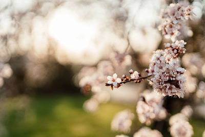 Close-up of cherry blossom