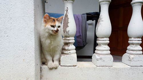 Portrait of white cat sitting outdoors