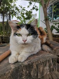 Close-up portrait of a cat
