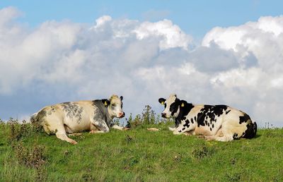 Cows on field against sky