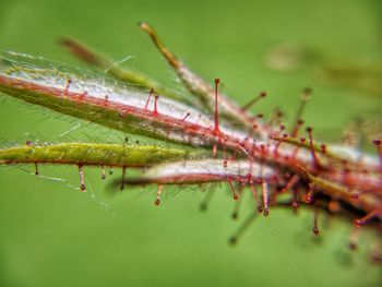 Close-up of insect on leaf