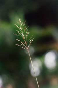 Close-up of stalks on plant