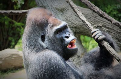 Portrait of monkey sitting on tree