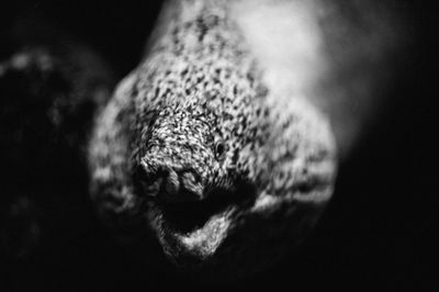 Close-up of turtle against black background