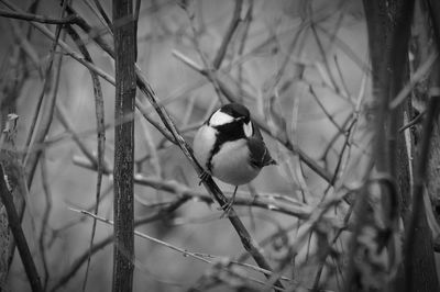 Bird perching on bare tree