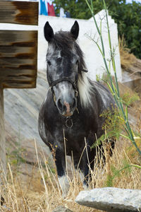 Portrait of horse on field