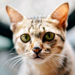 Close-up portrait of cat