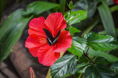 Close-up of red flower