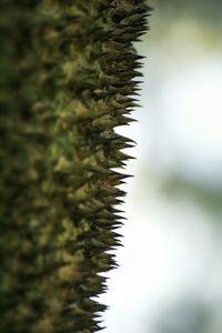 Close-up of plant against blurred background