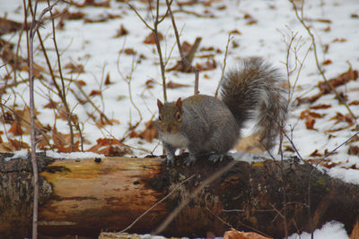 View of an animal on snow covered land