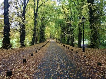 Footpath amidst trees in forest