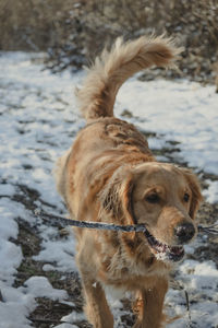 Dogs running on snow covered field