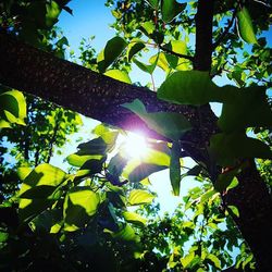 Sun shining through trees