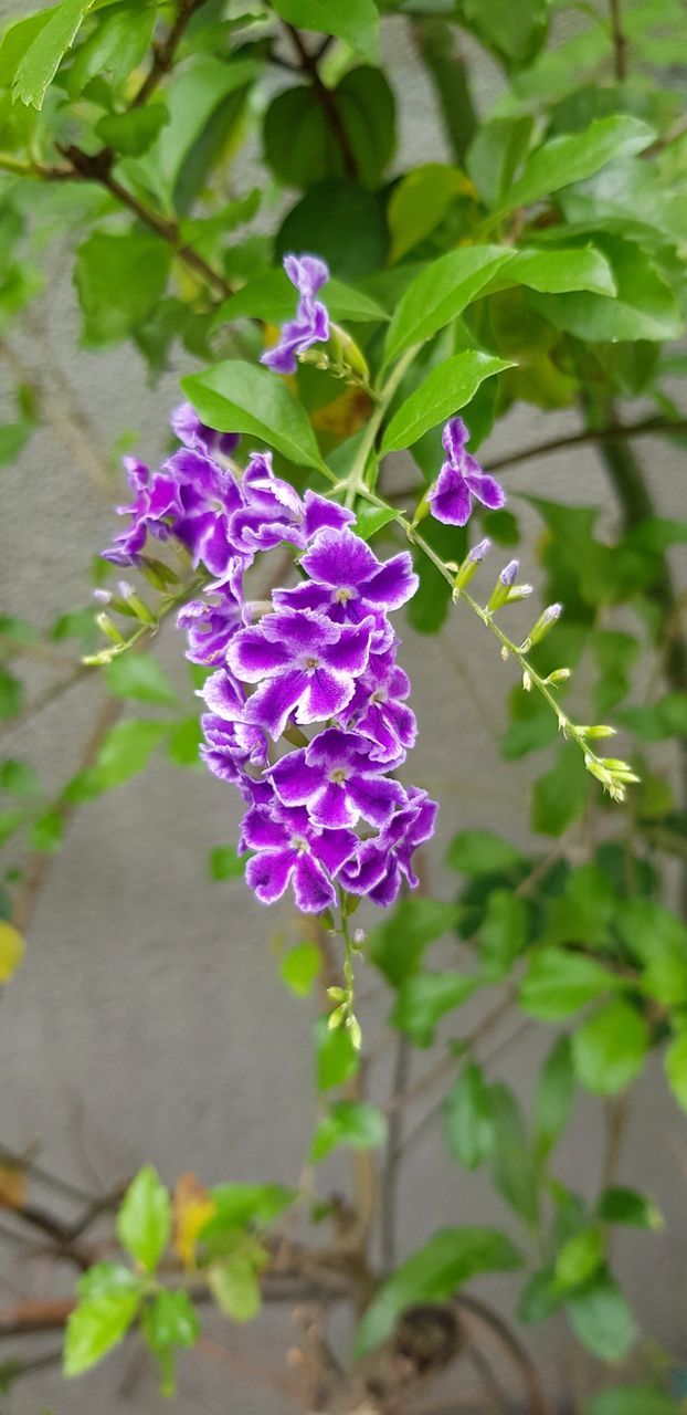 flowering plant, flower, plant, vulnerability, fragility, freshness, beauty in nature, growth, close-up, petal, plant part, leaf, purple, flower head, nature, inflorescence, day, focus on foreground, no people, outdoors