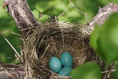 Close-up of bird nest