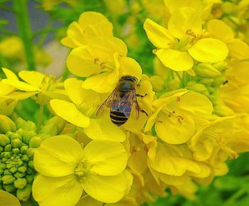 Close-up of bee pollinating on yellow flower