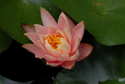 Close-up of pink flower blooming outdoors