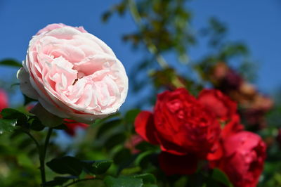 Close-up of pink roses