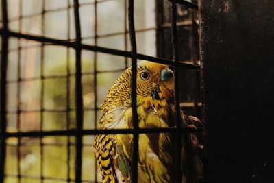 Close-up of bird in cage