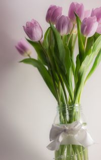 Close-up of tulips