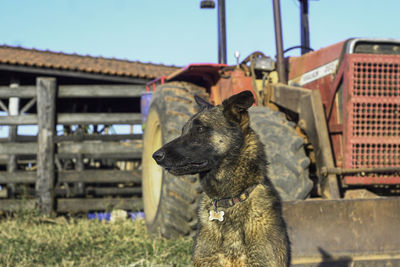 Close-up of dog on field